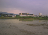写真：早苗が薫風にそよぐ水田、後方には食品団地の一画が垣間見えます