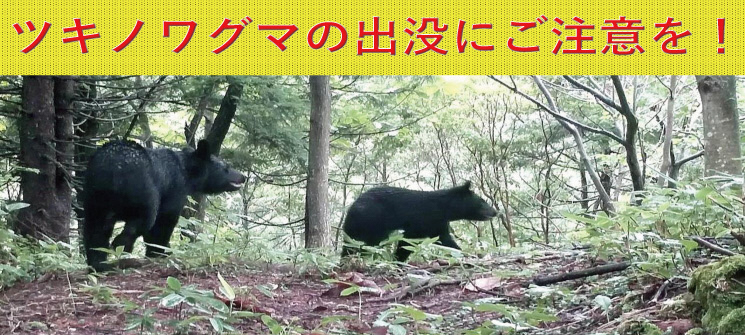 ツキノワグマの出没にご注意を！　