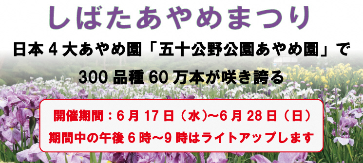 しばたあやめまつり　日本4大あやめ園「五十公野公園あやめ園」で300品種60万本が咲き誇る　開催期間：6月17日（水曜日）〜6月28日（日曜日）　期間中の午後6時〜9時はライトアップします