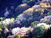 写真：大峰山