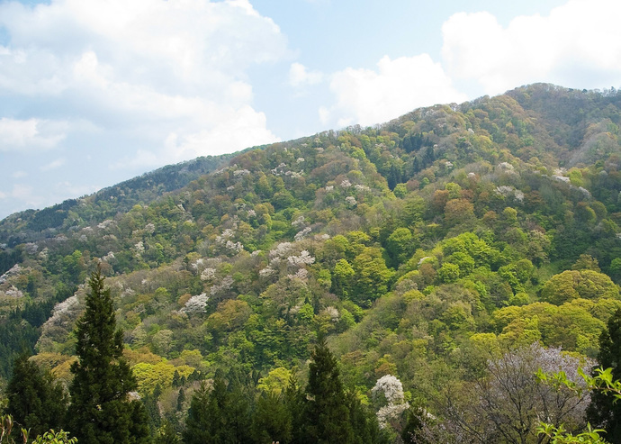 写真：大峰山橡平桜樹林