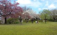 写真：桜公園1