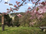 写真：桜公園2