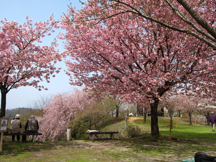 大峰山山桜まつり