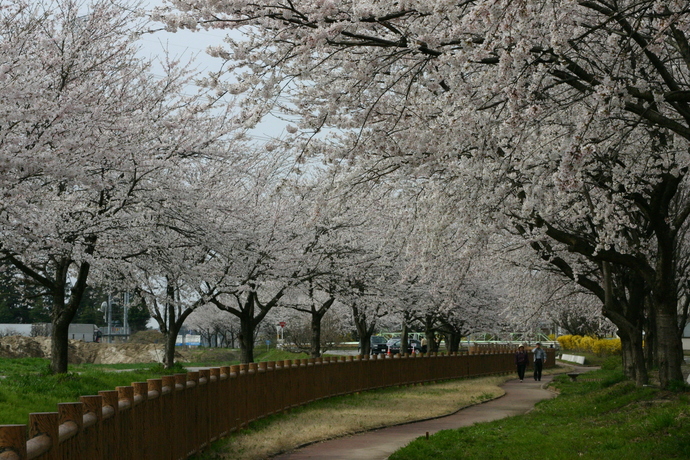 加治川桜まつり