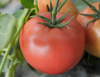 写真：赤く熟れたトマトが実っている様子