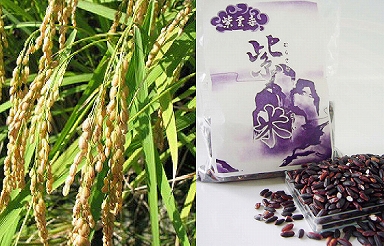 写真：穂をたらした米と袋につめられた紫米