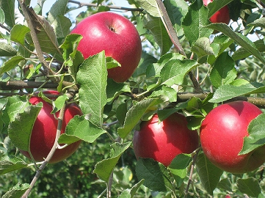 写真：りんごが枝になっている様子