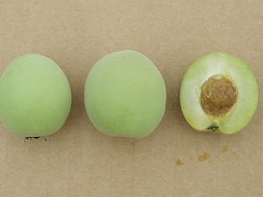 写真：並べられた小坂梅と梅の断面