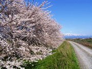 写真：加治川桜まつり