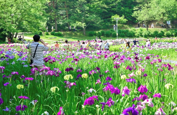 あやめ園の花菖蒲