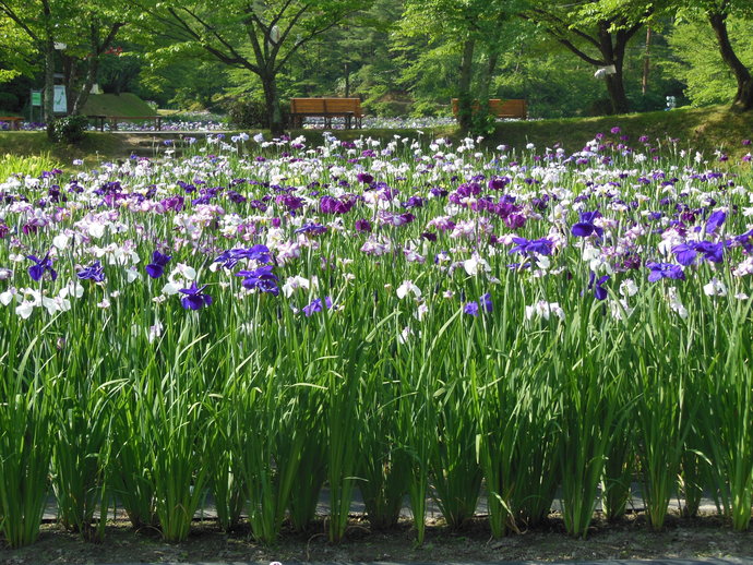 あやめ園の花菖蒲