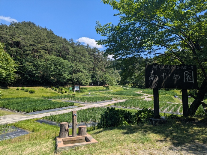 6月6日現在の開花状況です。