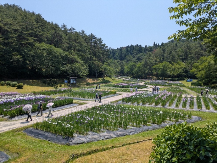 6月17日現在の開花状況です。