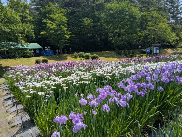 6月20日現在の開花状況です。