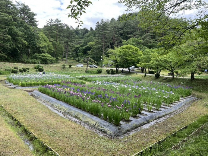 6月4日現在の開花状況です。