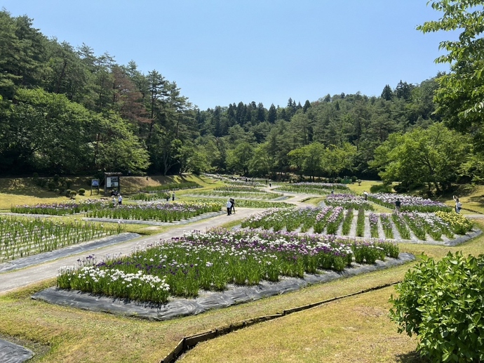 6月15日現在の開花状況です。