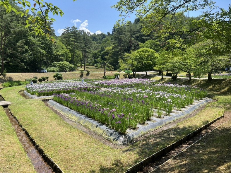 6月17日現在の開花状況です。