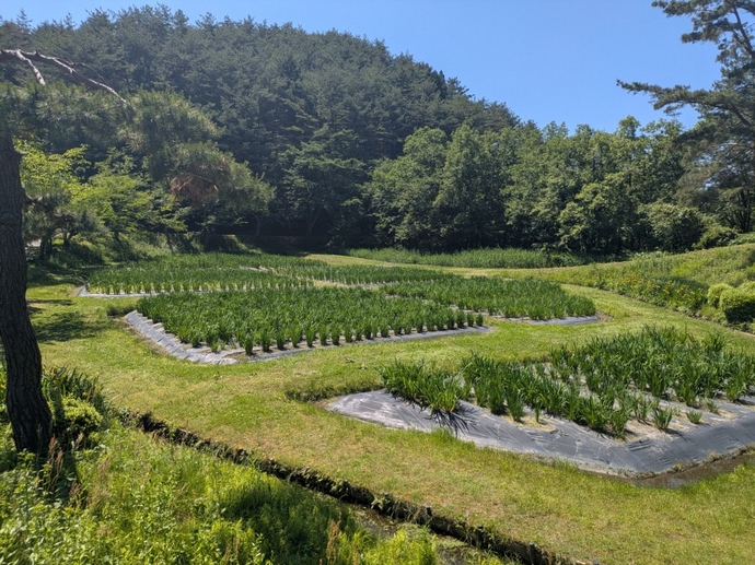 6月6日現在の開花状況です。