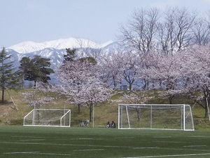 写真：桜