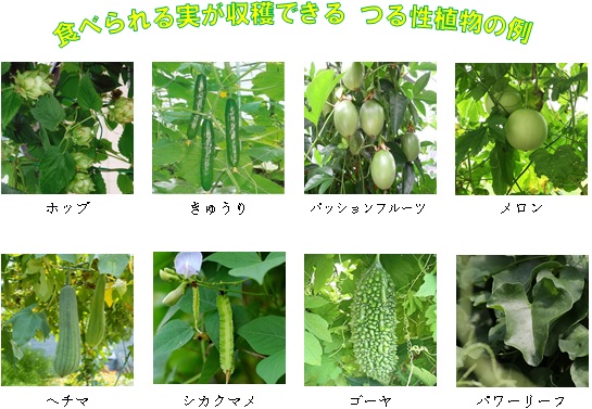 食べられる実が収穫できるつる性植物の例