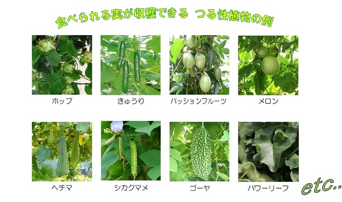 食べられる実が収穫できるつる性植物の例