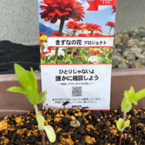 百日草の様子