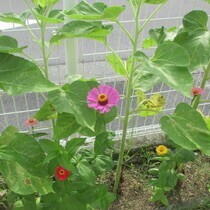百日草の様子