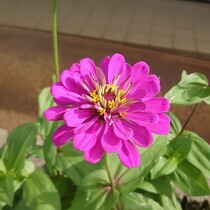 百日草の様子