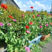 百日草の様子