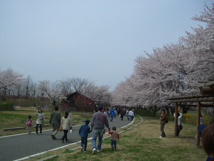 れんぎょう・さくらお花見ウォーク