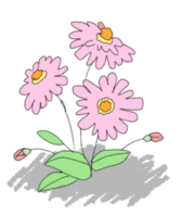 百日草イラスト