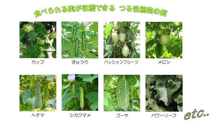 食べられるつる性植物の画像