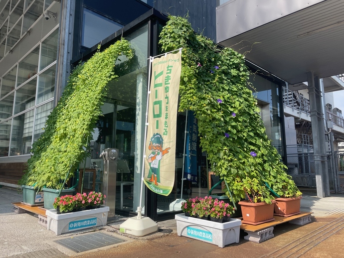 グリーンカーテンの写真